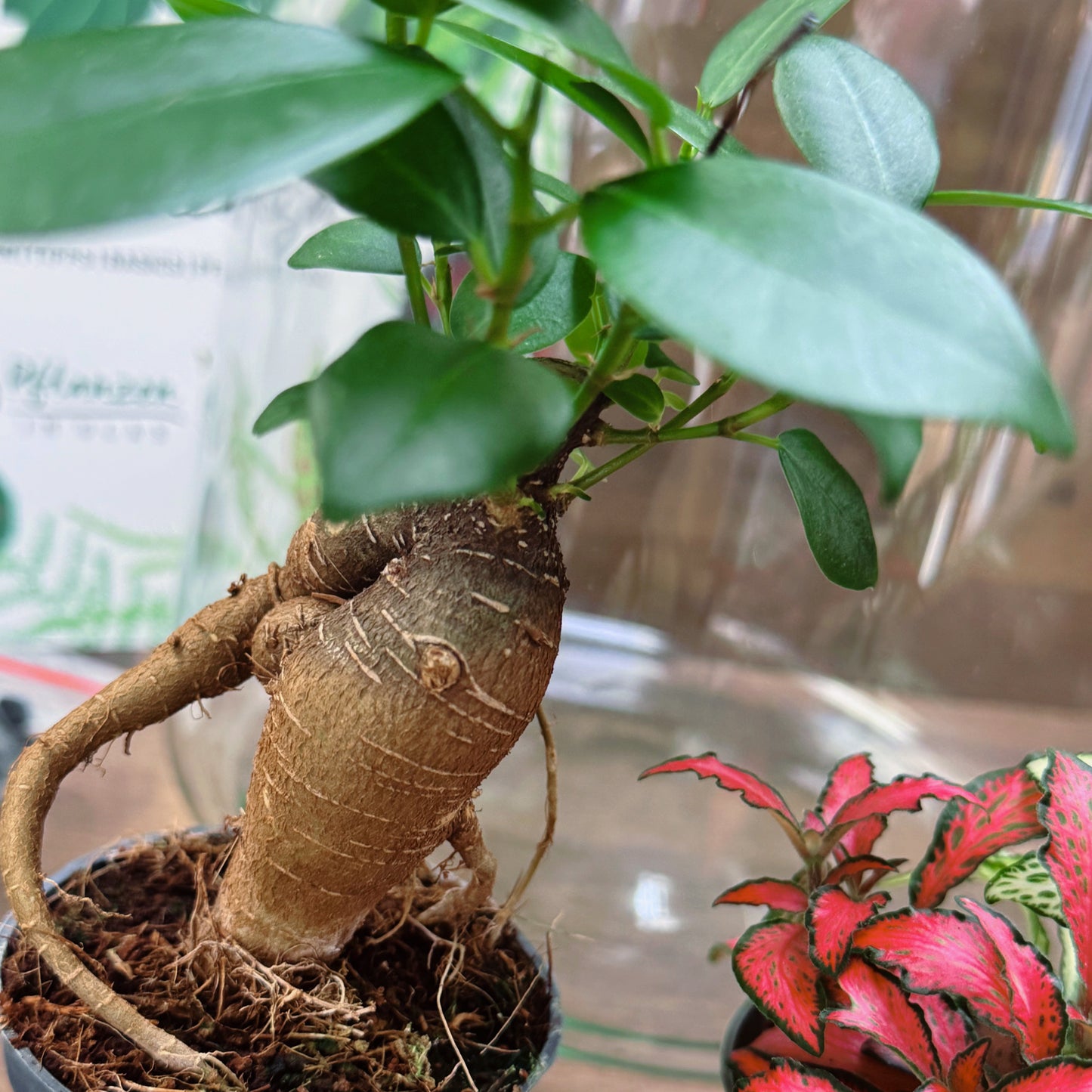 Flaschengarten DIY Set No64 - Ficus microcarpa 'Ginseng' x Fittonia x Pellionia pulchra