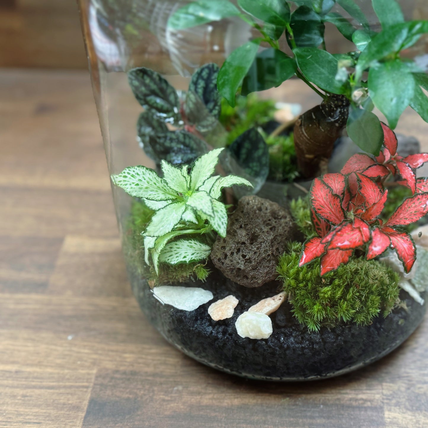 Flaschengarten DIY Set No64 - Ficus microcarpa 'Ginseng' x Fittonia x Pellionia pulchra