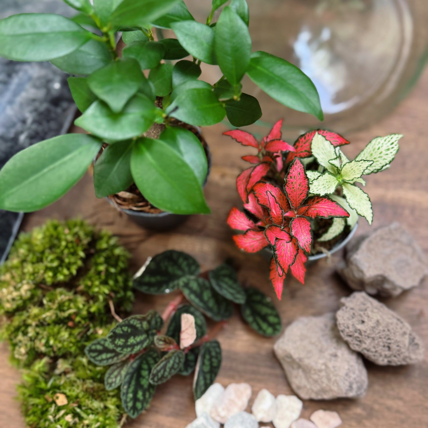 Flaschengarten DIY Set No64 - Ficus microcarpa 'Ginseng' x Fittonia x Pellionia pulchra