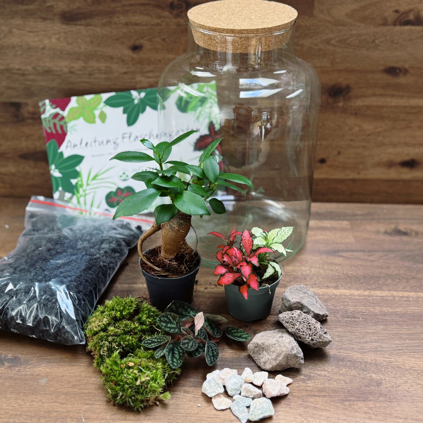 Flaschengarten DIY Set No64 - Ficus microcarpa 'Ginseng' x Fittonia x Pellionia pulchra