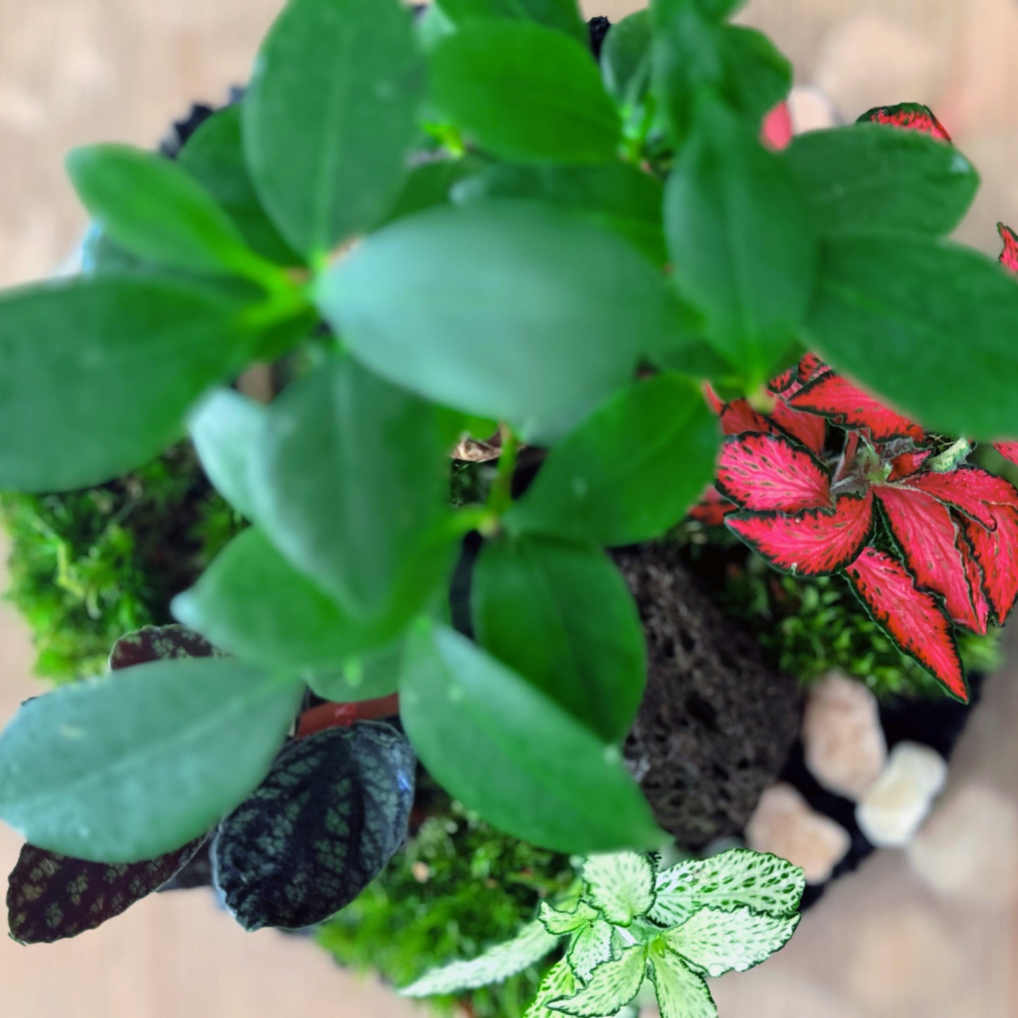 Flaschengarten DIY Set No64 - Ficus microcarpa 'Ginseng' x Fittonia x Pellionia pulchra