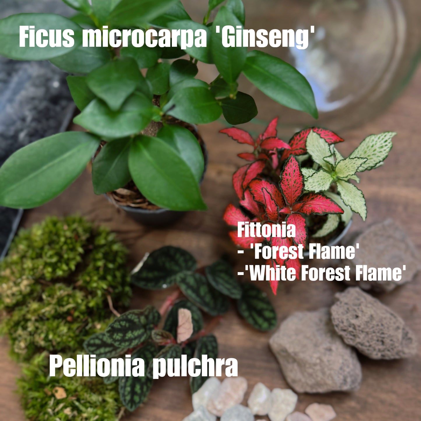 Flaschengarten DIY Set No64 - Ficus microcarpa 'Ginseng' x Fittonia x Pellionia pulchra