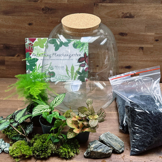 Flaschengarten DIY Set No65 - Asparagus setaceus x Goeppertia elliptica 'Vittata' x Pellionia repens x Ficus pumila x Fittonia
