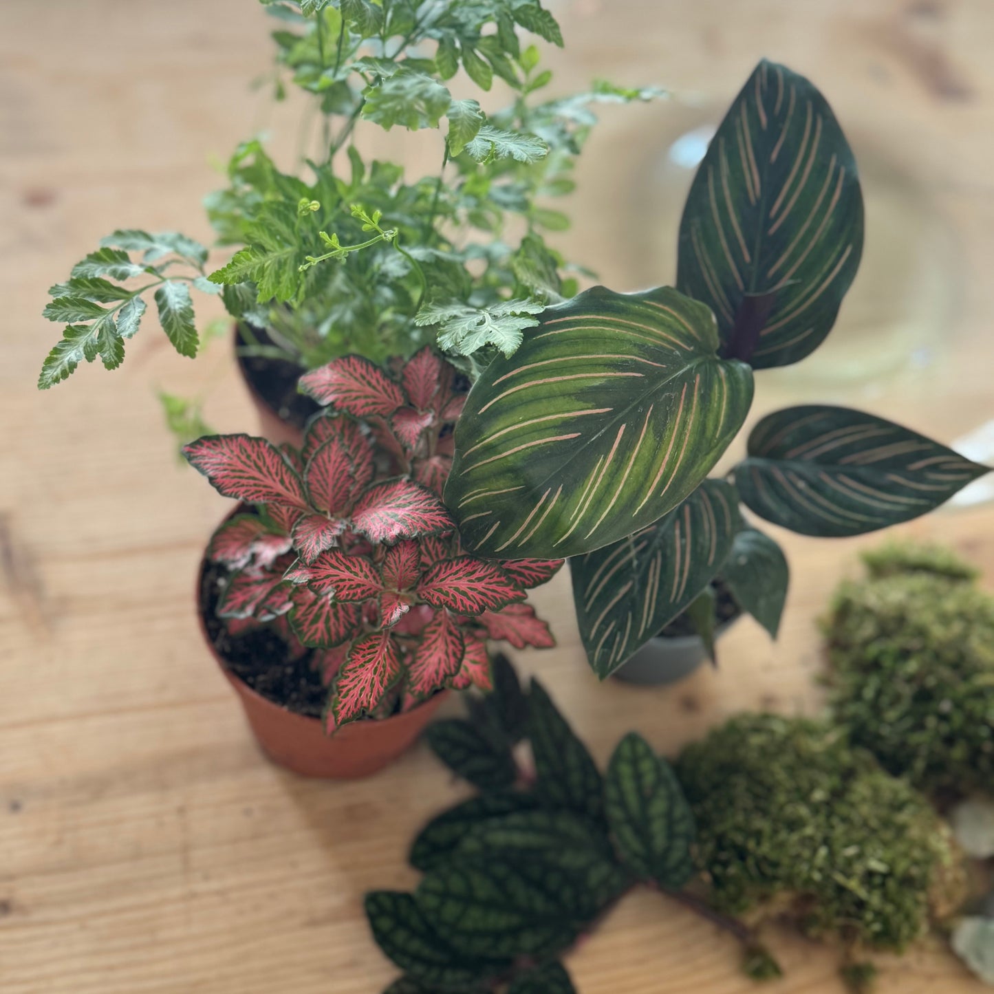 Flaschengarten DIY Set No66 - Pteris ensiformis x Calathea 'Meili' x Pellionia pulchra x Fittonia  'Forest Flame'