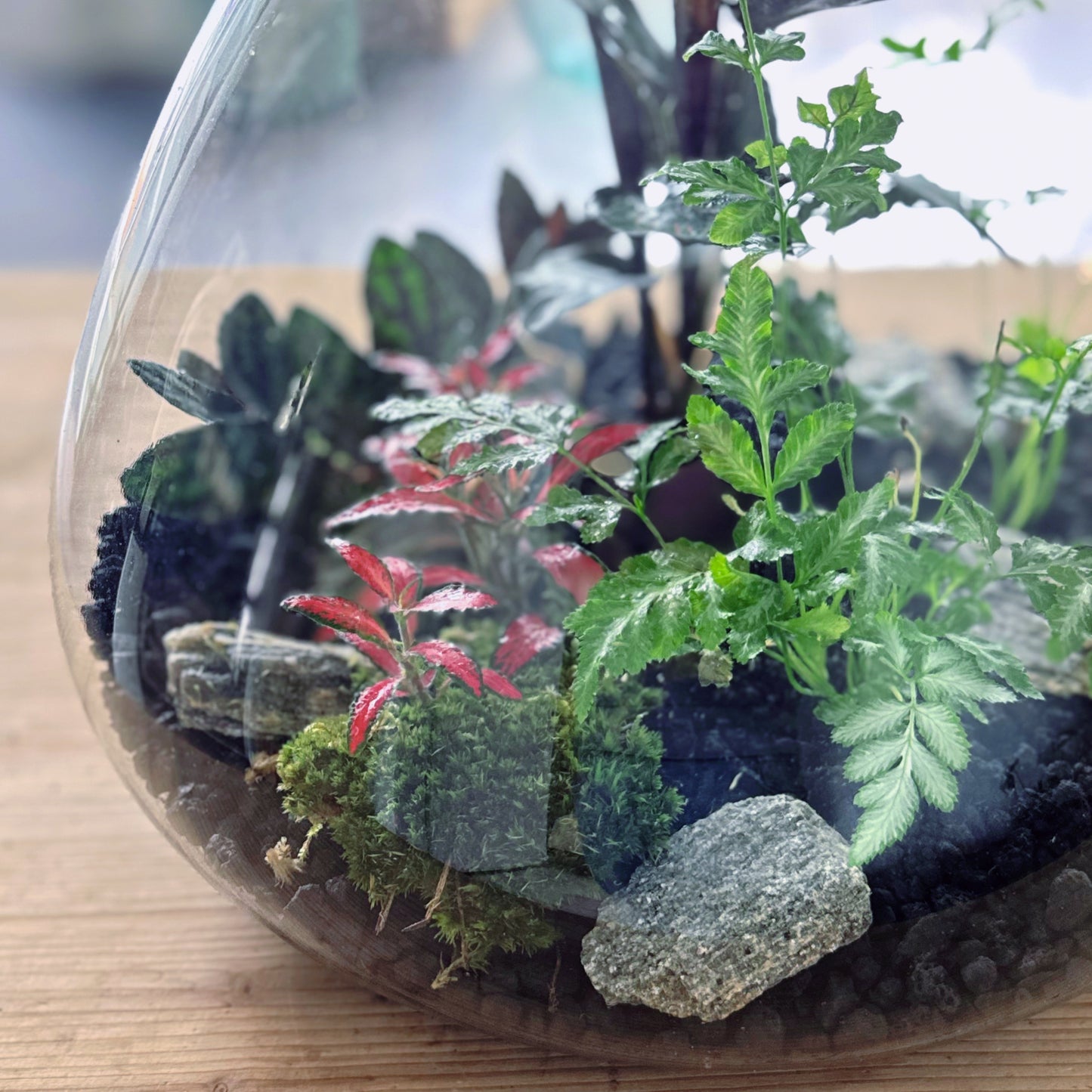 Flaschengarten DIY Set No66 - Pteris ensiformis x Calathea 'Meili' x Pellionia pulchra x Fittonia  'Forest Flame'