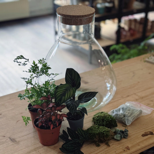 Flaschengarten DIY Set No66 - Pteris ensiformis x Calathea 'Meili' x Pellionia pulchra x Fittonia  'Forest Flame'