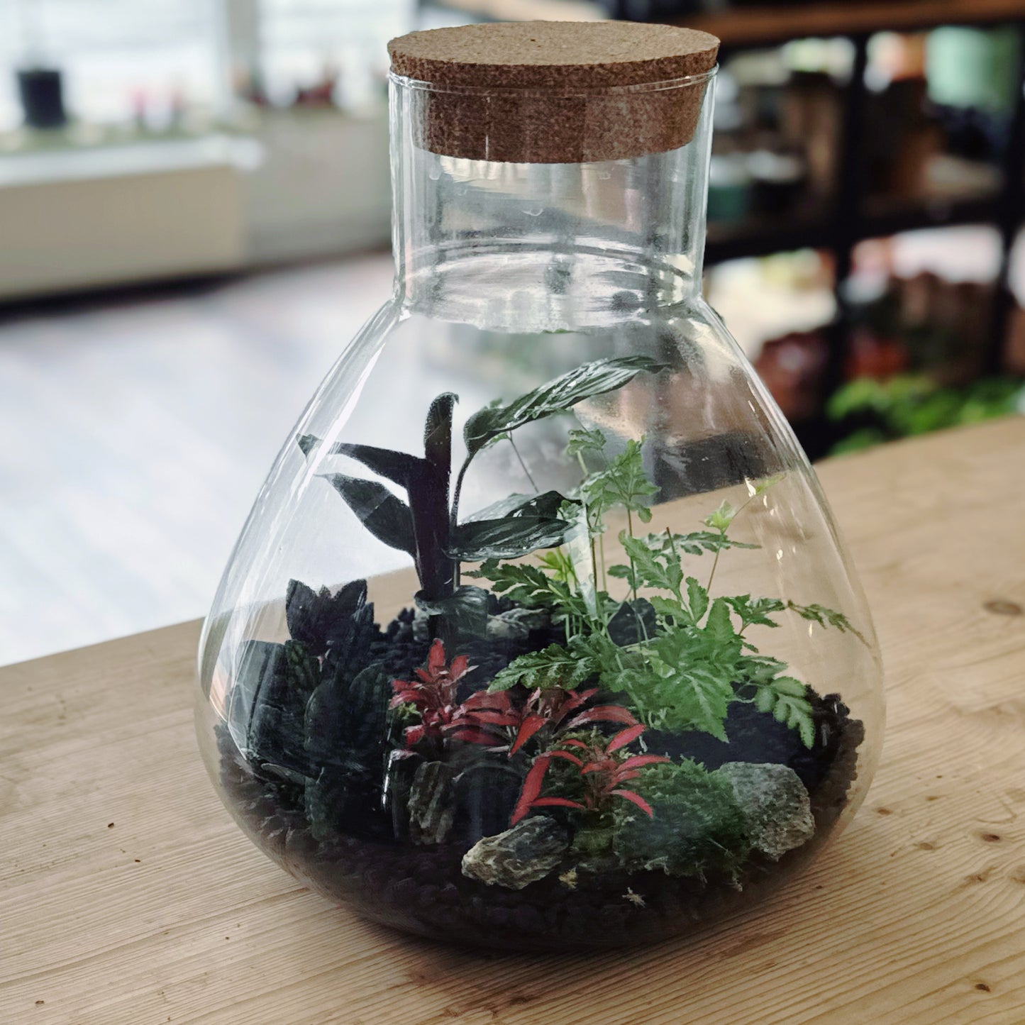 Flaschengarten DIY Set No66 - Pteris ensiformis x Calathea 'Meili' x Pellionia pulchra x Fittonia  'Forest Flame'