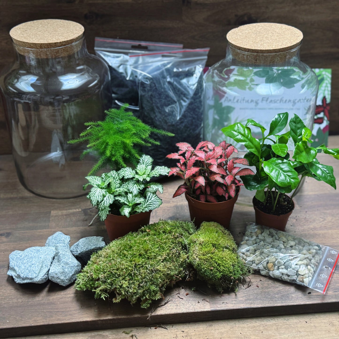 Flaschengarten DIY Set No67 Duo - Coffea arabica x Asparagus setaceus x Fittonia