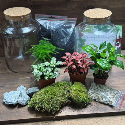 Flaschengarten DIY Set No67 Duo - Coffea arabica x Asparagus setaceus x Fittonia