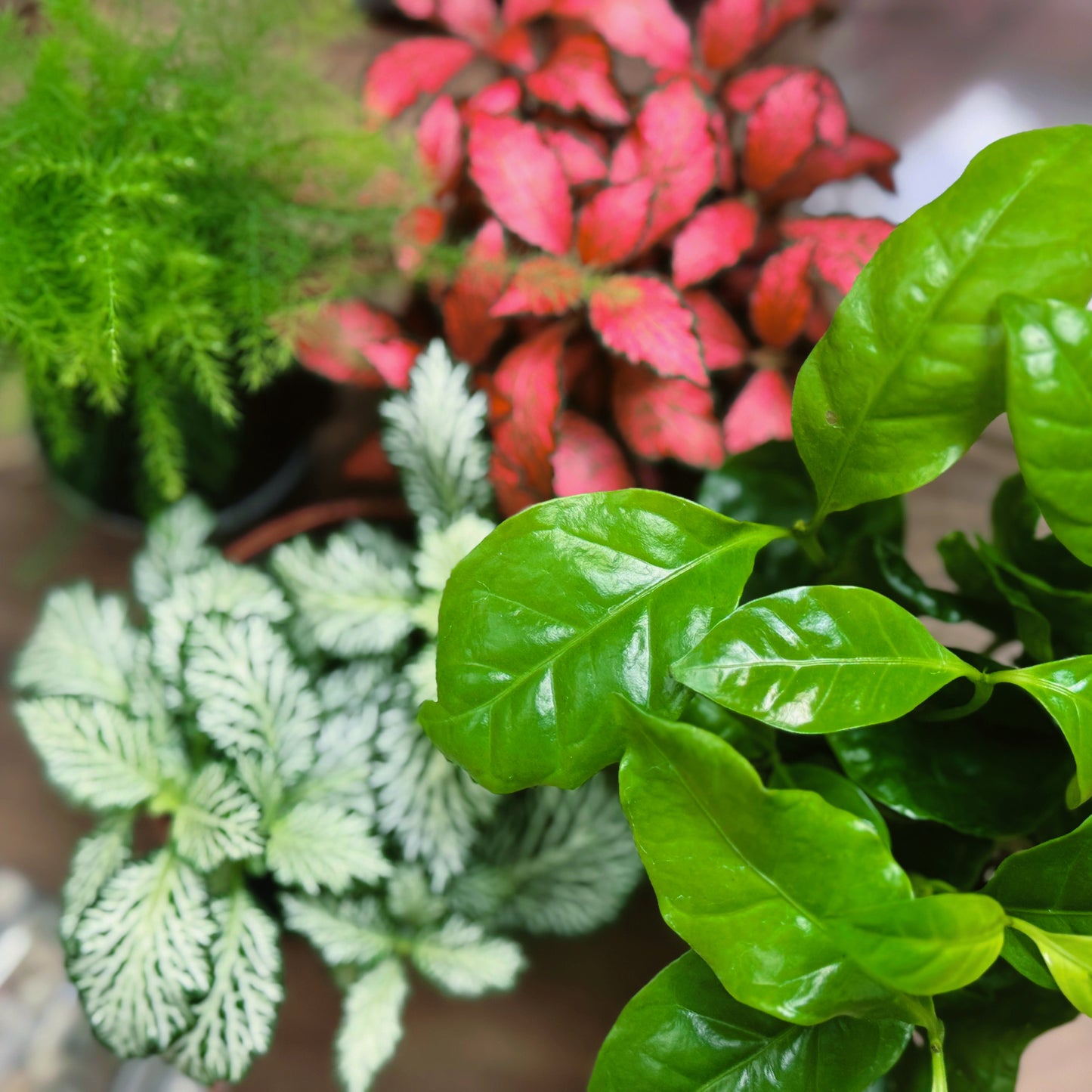 Flaschengarten DIY Set No67 Duo - Coffea arabica x Asparagus setaceus x Fittonia