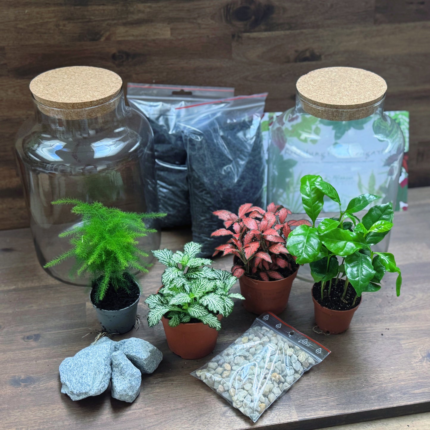 Flaschengarten DIY Set No67 Duo - Coffea arabica x Asparagus setaceus x Fittonia
