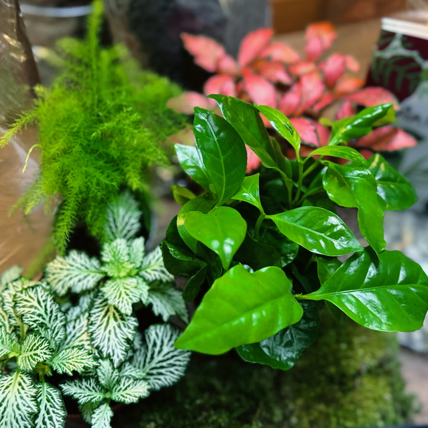 Flaschengarten DIY Set No68 Duo Plus - Coffea arabica x Asparagus setaceus x Fittonia