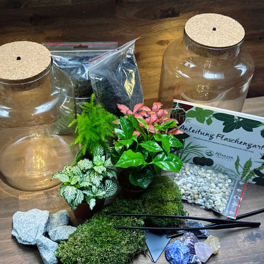 Flaschengarten DIY Set No68 Duo Plus - Coffea arabica x Asparagus setaceus x Fittonia