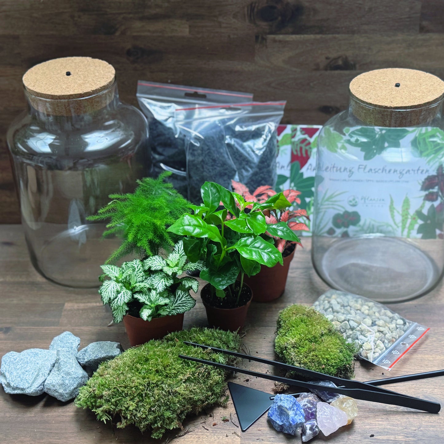 Flaschengarten DIY Set No68 Duo Plus - Coffea arabica x Asparagus setaceus x Fittonia