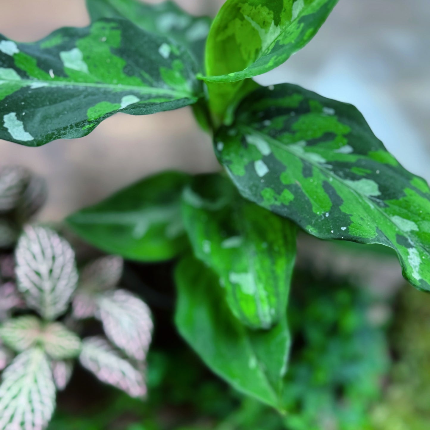Flaschengarten DIY Set No69 - Aglaonema pictum 'Tricolor' x Fittonia Mosaic Mistral x Selaginella uncinata