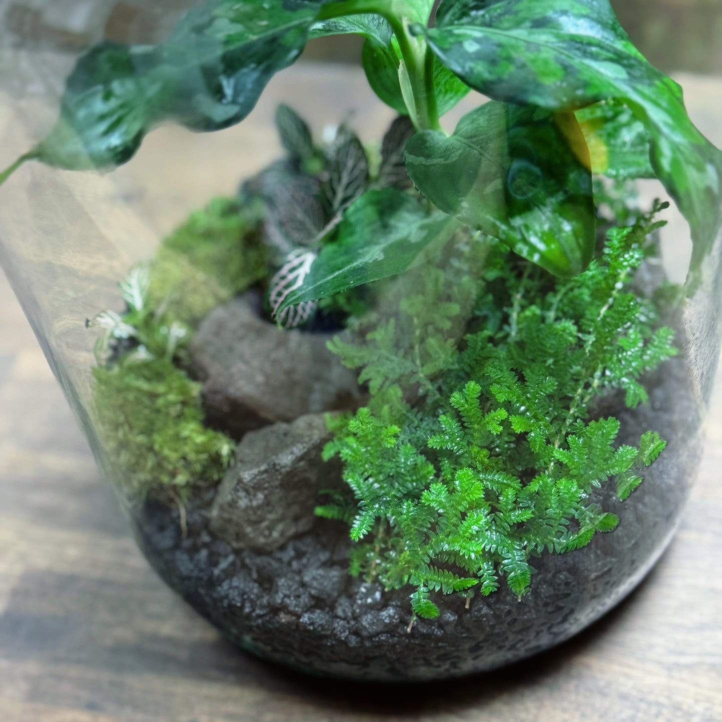 Flaschengarten DIY Set No69 - Aglaonema pictum 'Tricolor' x Fittonia Mosaic Mistral x Selaginella uncinata