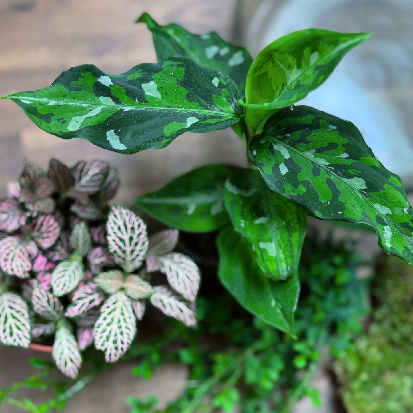 Flaschengarten DIY Set No69 - Aglaonema pictum 'Tricolor' x Fittonia Mosaic Mistral x Selaginella uncinata