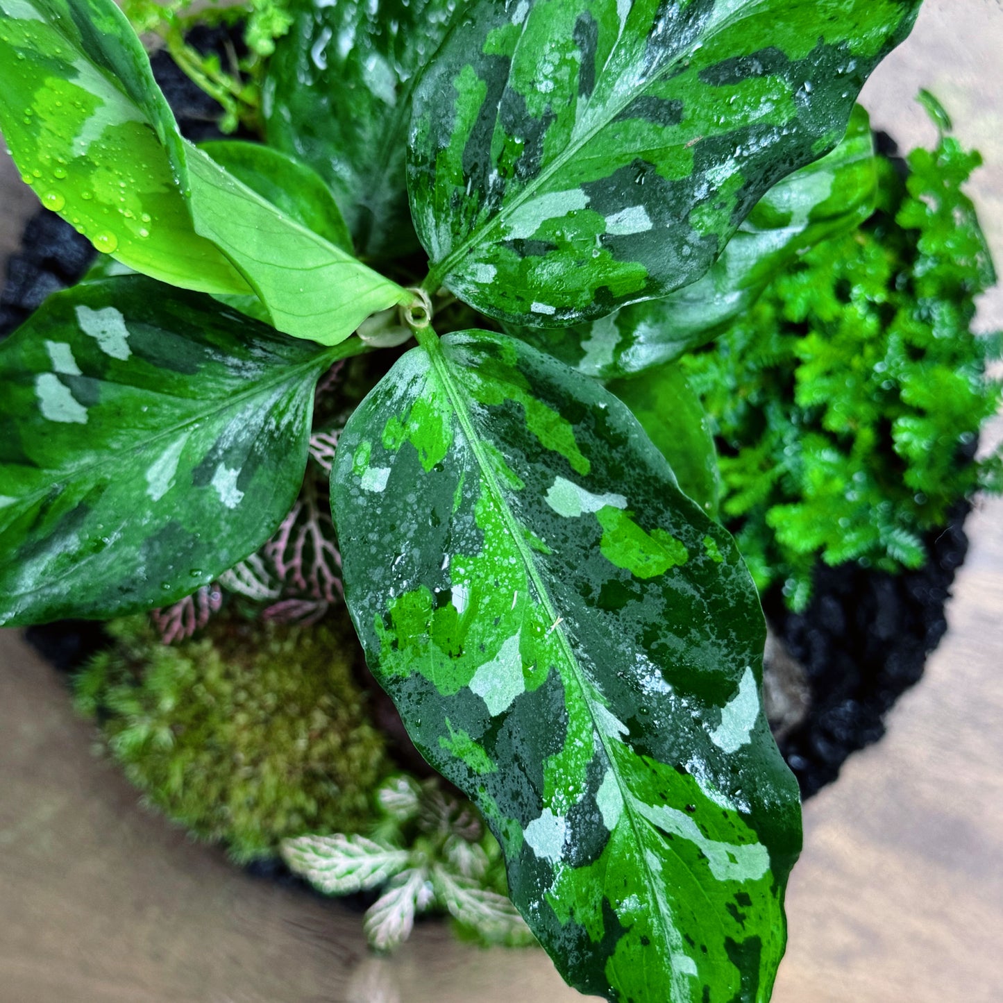 Flaschengarten DIY Set No69 - Aglaonema pictum 'Tricolor' x Fittonia Mosaic Mistral x Selaginella uncinata