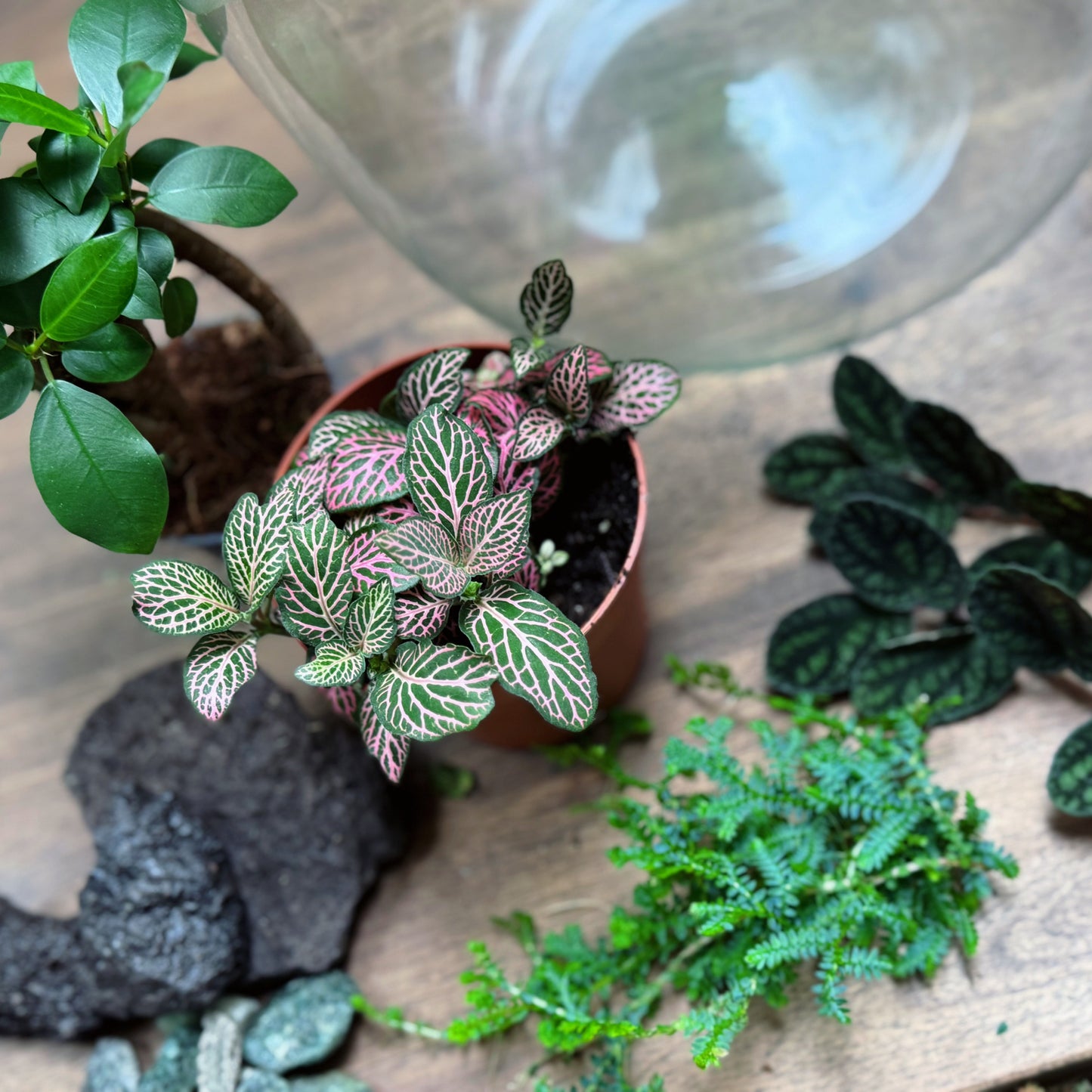 Flaschengarten DIY Set No70 - Ficus microcarpa 'Ginseng' x Fittona 'Mosaic Mistral' x Selaginella uncinata x Pellionia pulchra