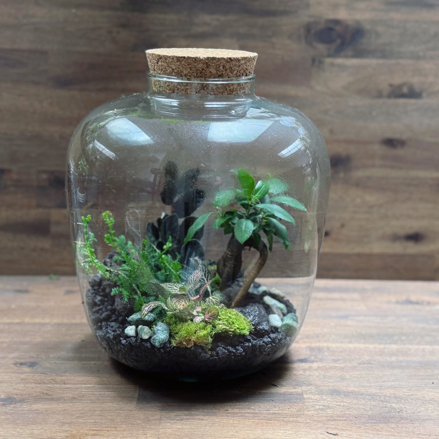 Flaschengarten DIY Set No70 - Ficus microcarpa 'Ginseng' x Fittona 'Mosaic Mistral' x Selaginella uncinata x Pellionia pulchra