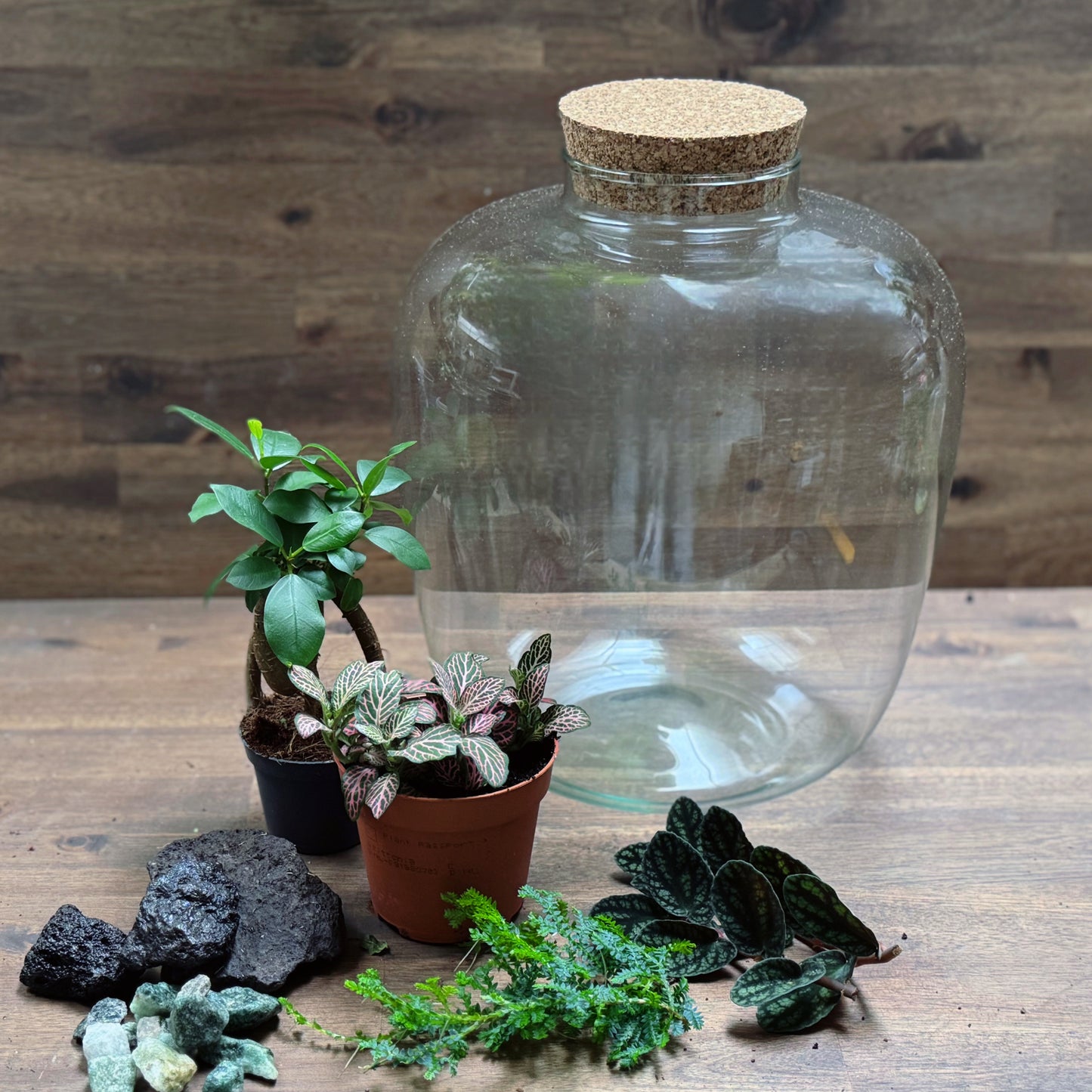 Flaschengarten DIY Set No70 - Ficus microcarpa 'Ginseng' x Fittona 'Mosaic Mistral' x Selaginella uncinata x Pellionia pulchra