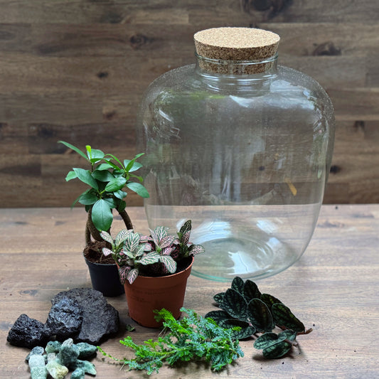 Flaschengarten DIY Set No70 - Ficus microcarpa 'Ginseng' x Fittona 'Mosaic Mistral' x Selaginella uncinata x Pellionia pulchra