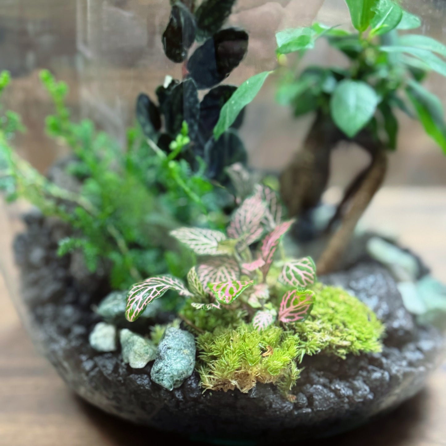 Flaschengarten DIY Set No70 - Ficus microcarpa 'Ginseng' x Fittona 'Mosaic Mistral' x Selaginella uncinata x Pellionia pulchra