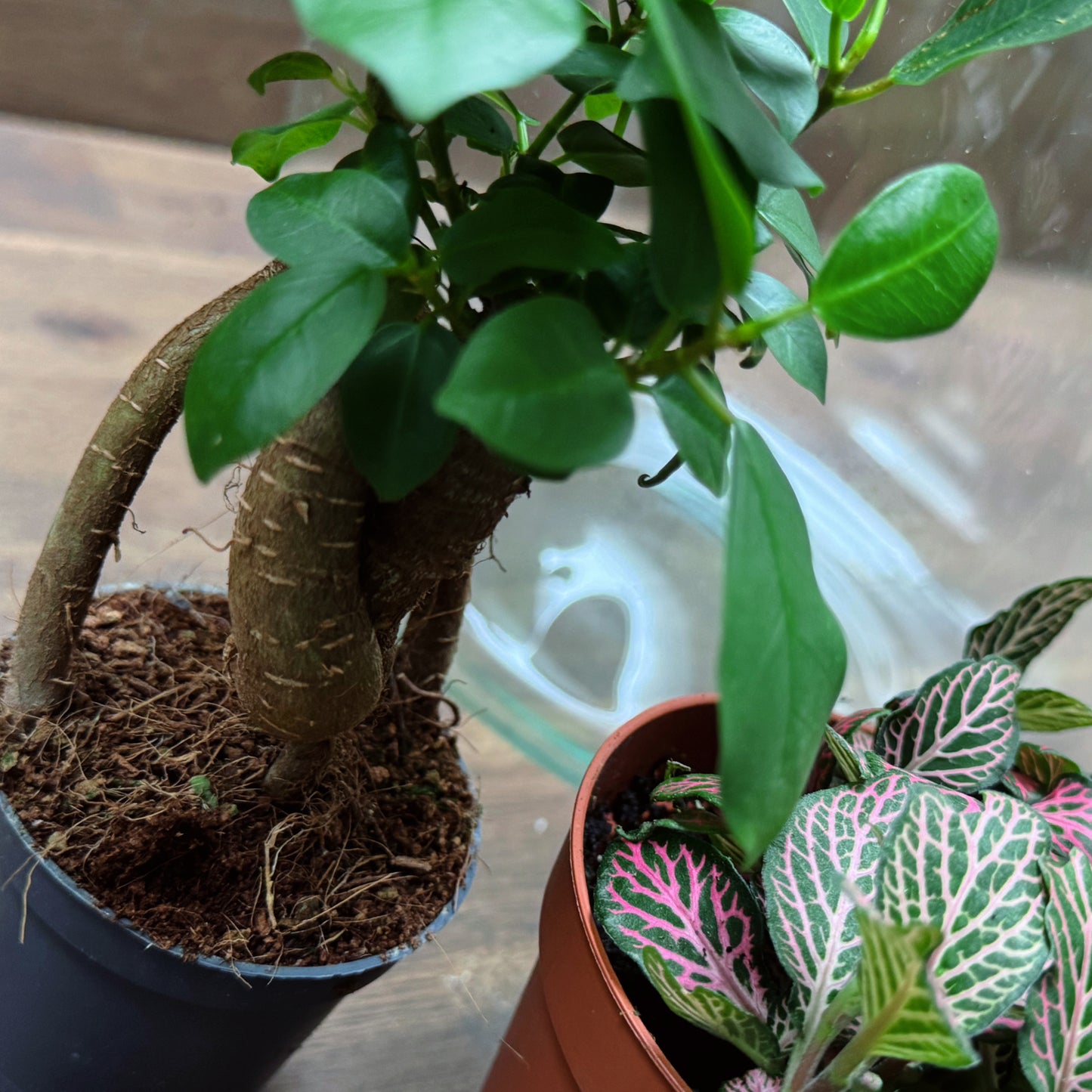 Flaschengarten DIY Set No70 - Ficus microcarpa 'Ginseng' x Fittona 'Mosaic Mistral' x Selaginella uncinata x Pellionia pulchra
