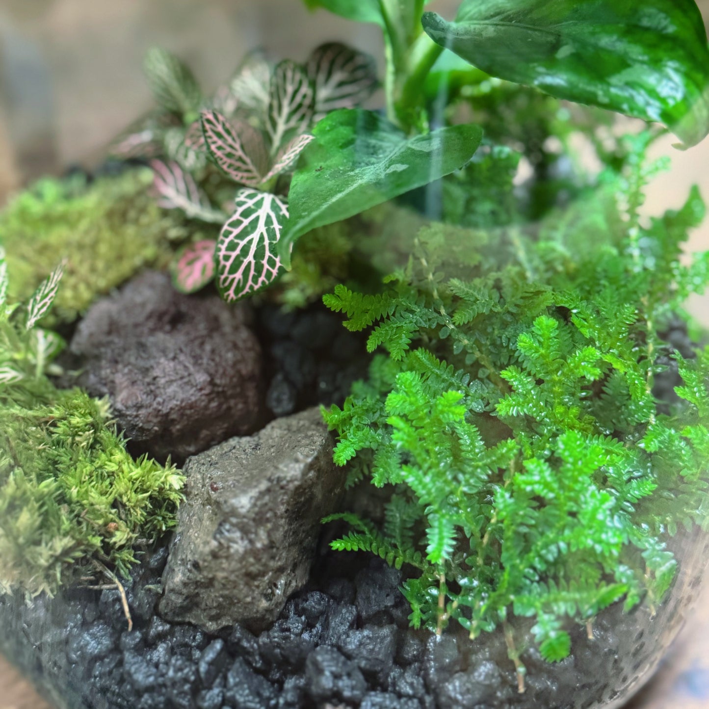 Flaschengarten DIY Set No72 - Monstera adansonii x Fittonia Mosaic Mistral x Selaginella uncinata