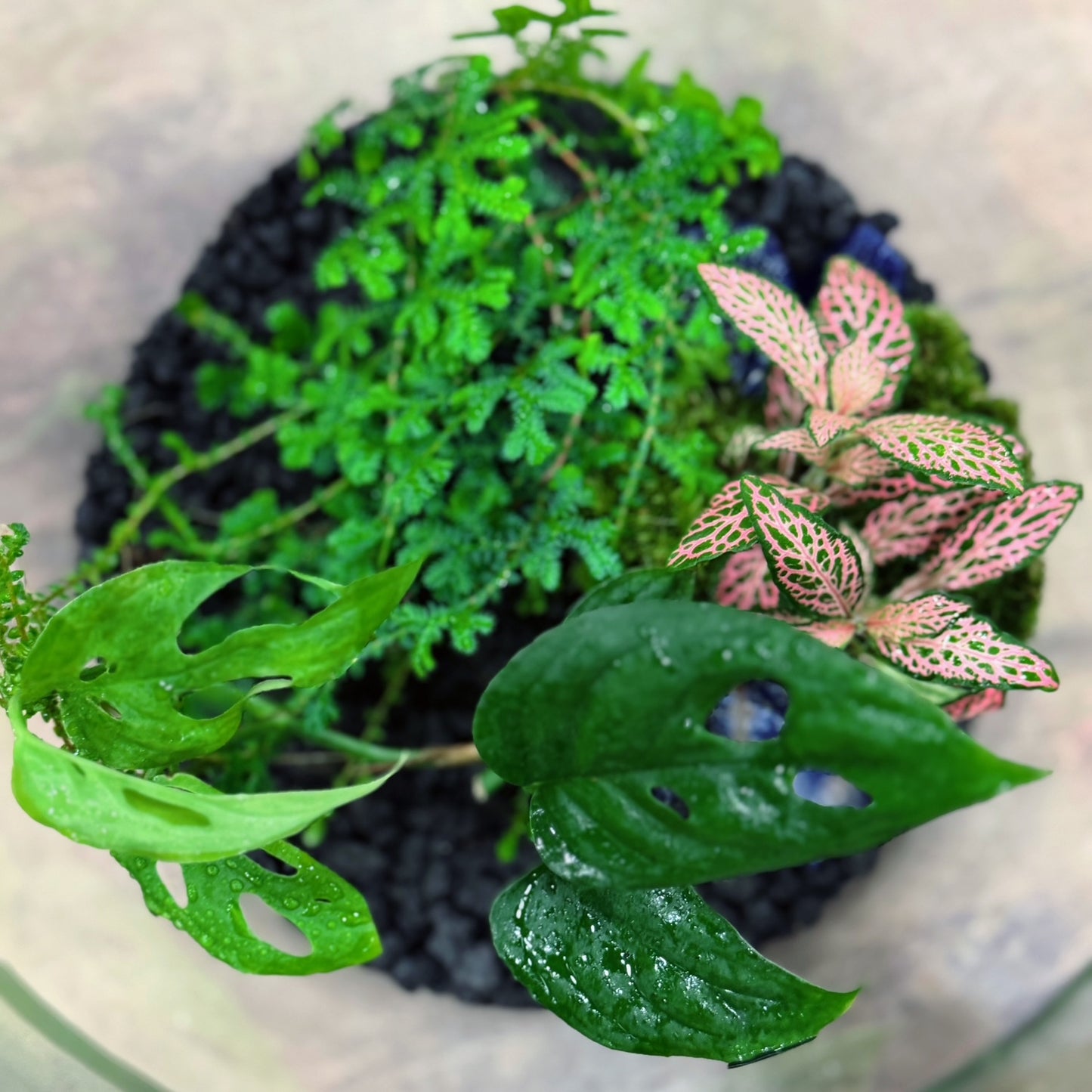 Flaschengarten DIY Set No72 - Monstera adansonii x Fittonia Mosaic Mistral x Selaginella uncinata