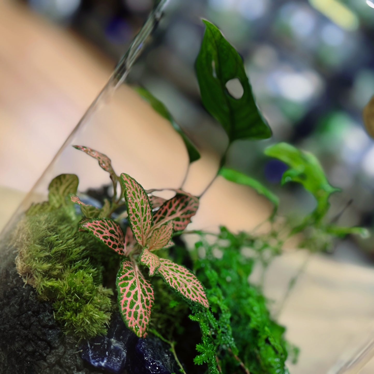 Flaschengarten DIY Set No72 - Monstera adansonii x Fittonia Mosaic Mistral x Selaginella uncinata