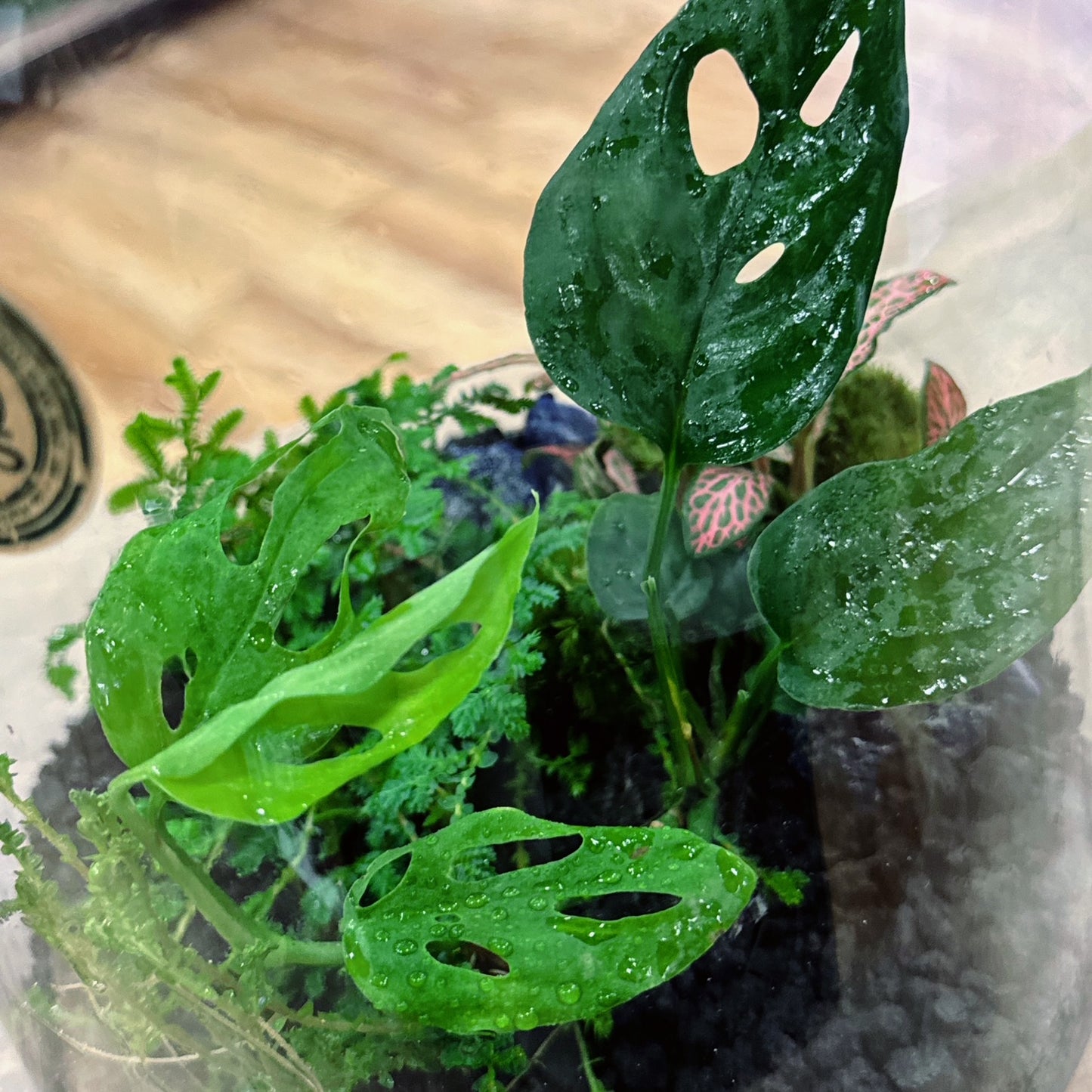 Flaschengarten DIY Set No72 - Monstera adansonii x Fittonia Mosaic Mistral x Selaginella uncinata