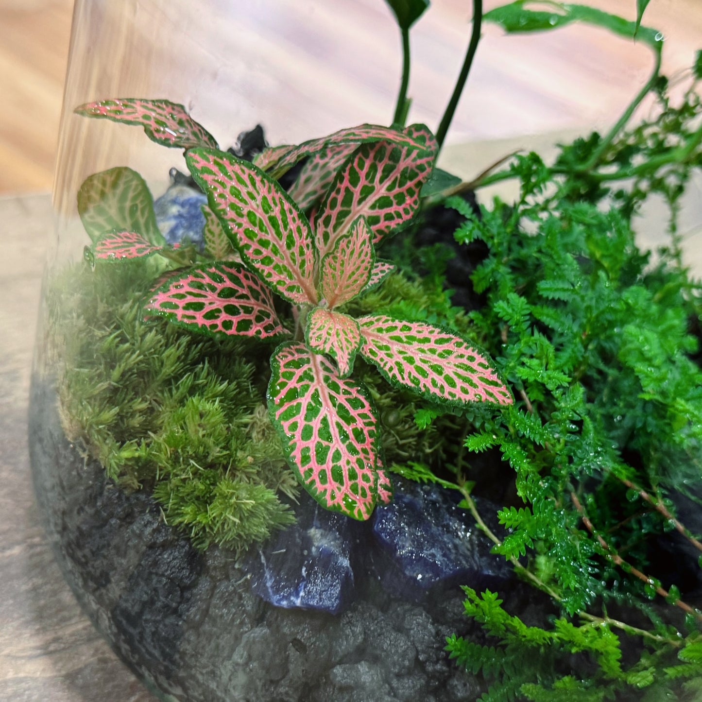 Flaschengarten DIY Set No72 - Monstera adansonii x Fittonia Mosaic Mistral x Selaginella uncinata