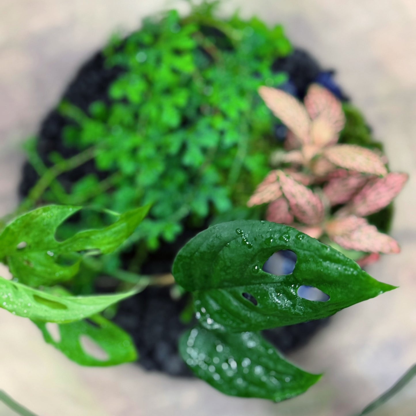 Flaschengarten DIY Set No72 - Monstera adansonii x Fittonia Mosaic Mistral x Selaginella uncinata
