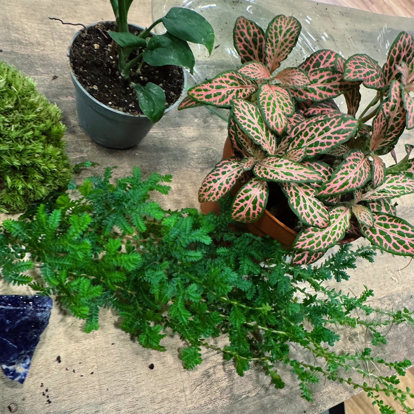 Flaschengarten DIY Set No72 - Monstera adansonii x Fittonia Mosaic Mistral x Selaginella uncinata