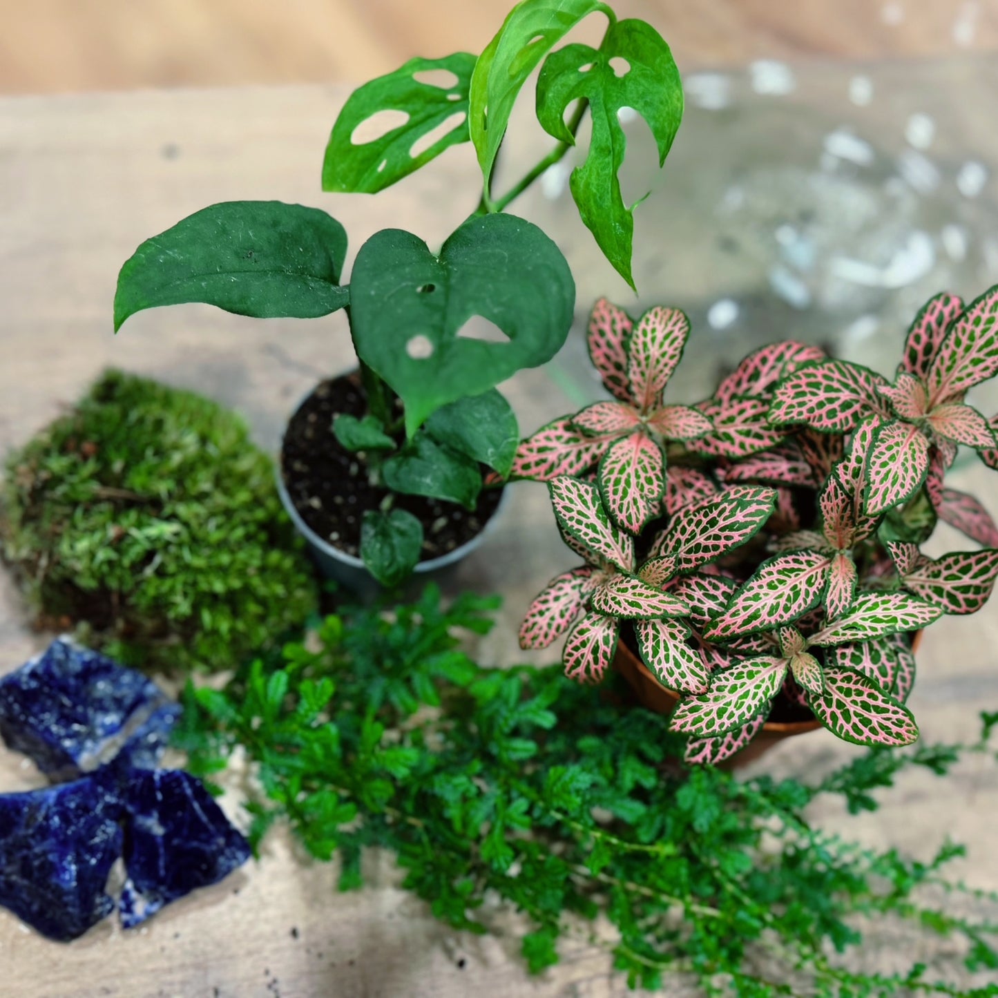 Flaschengarten DIY Set No72 - Monstera adansonii x Fittonia Mosaic Mistral x Selaginella uncinata