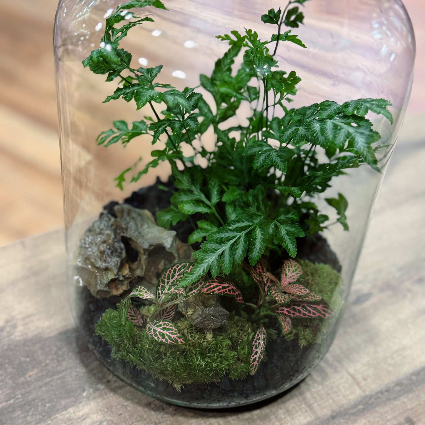 Flaschengarten DIY Set No73 - Pteris ensiformis 'Evergemiensis' x Fittonia Mosaic Mistral
