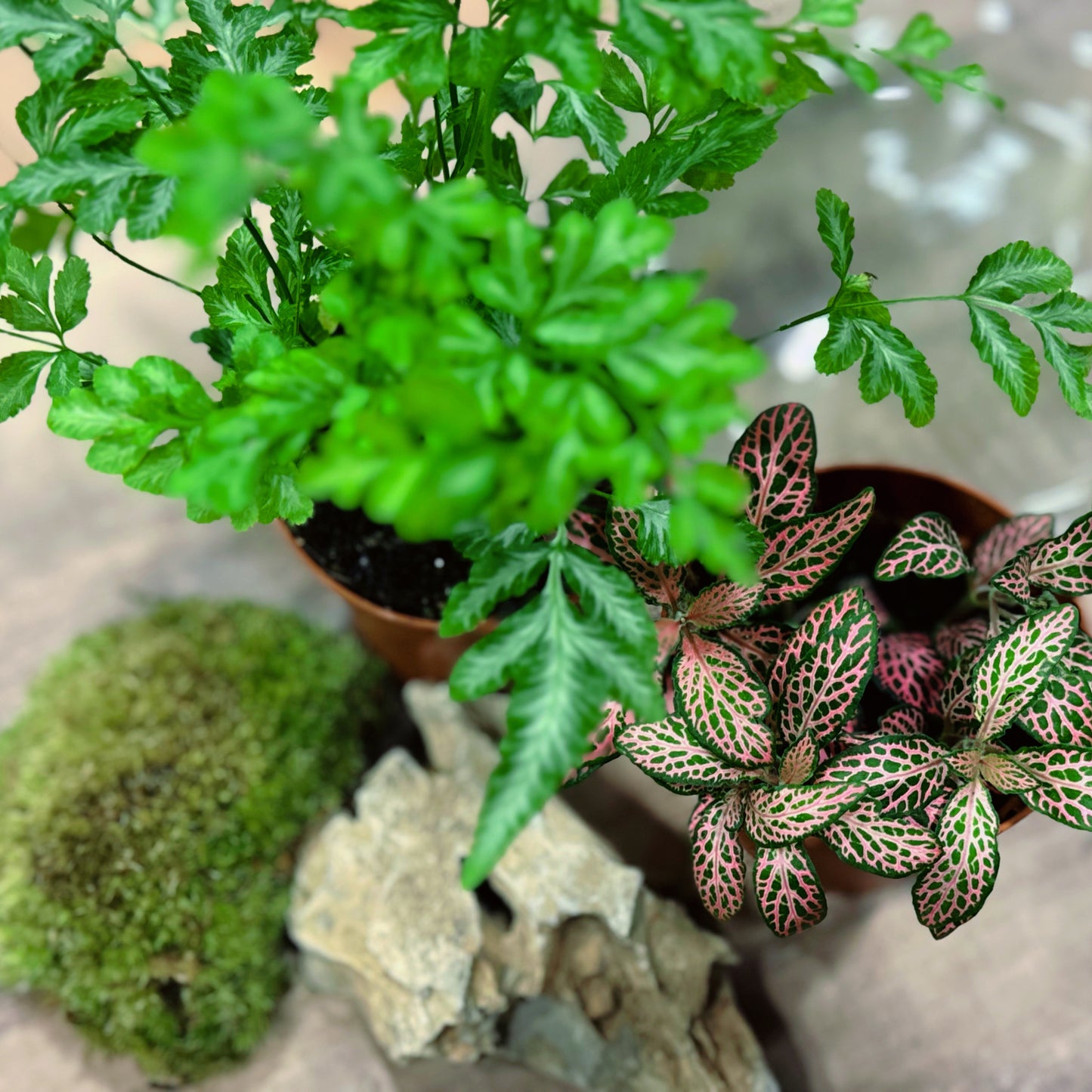 Flaschengarten DIY Set No73 - Pteris ensiformis 'Evergemiensis' x Fittonia Mosaic Mistral