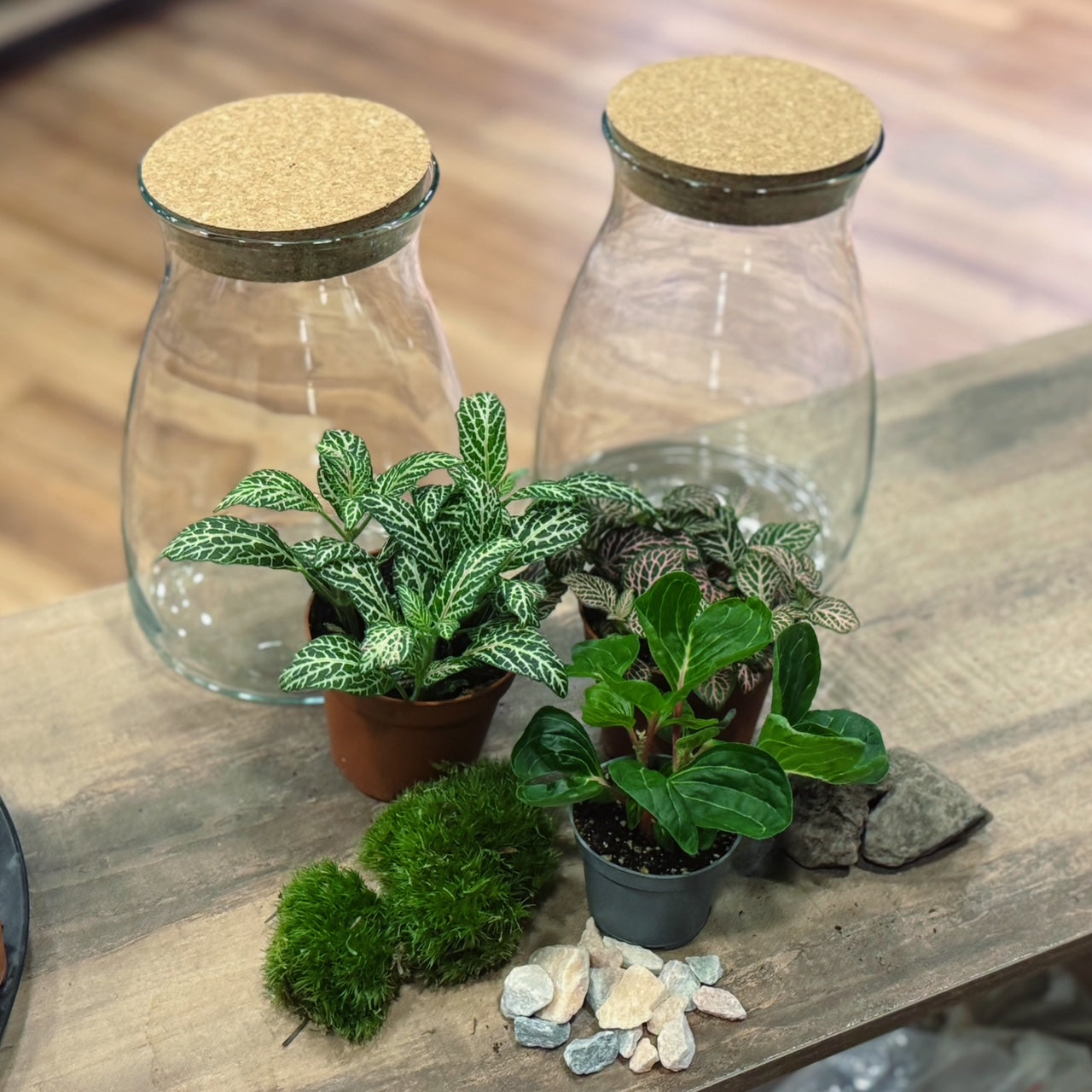 Flaschengarten DIY Set No74 Duo - Iresone herbsitt  X Fittonia