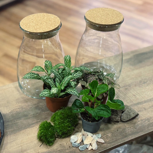 Flaschengarten DIY Set No74 Duo - Iresone herbsitt  X Fittonia