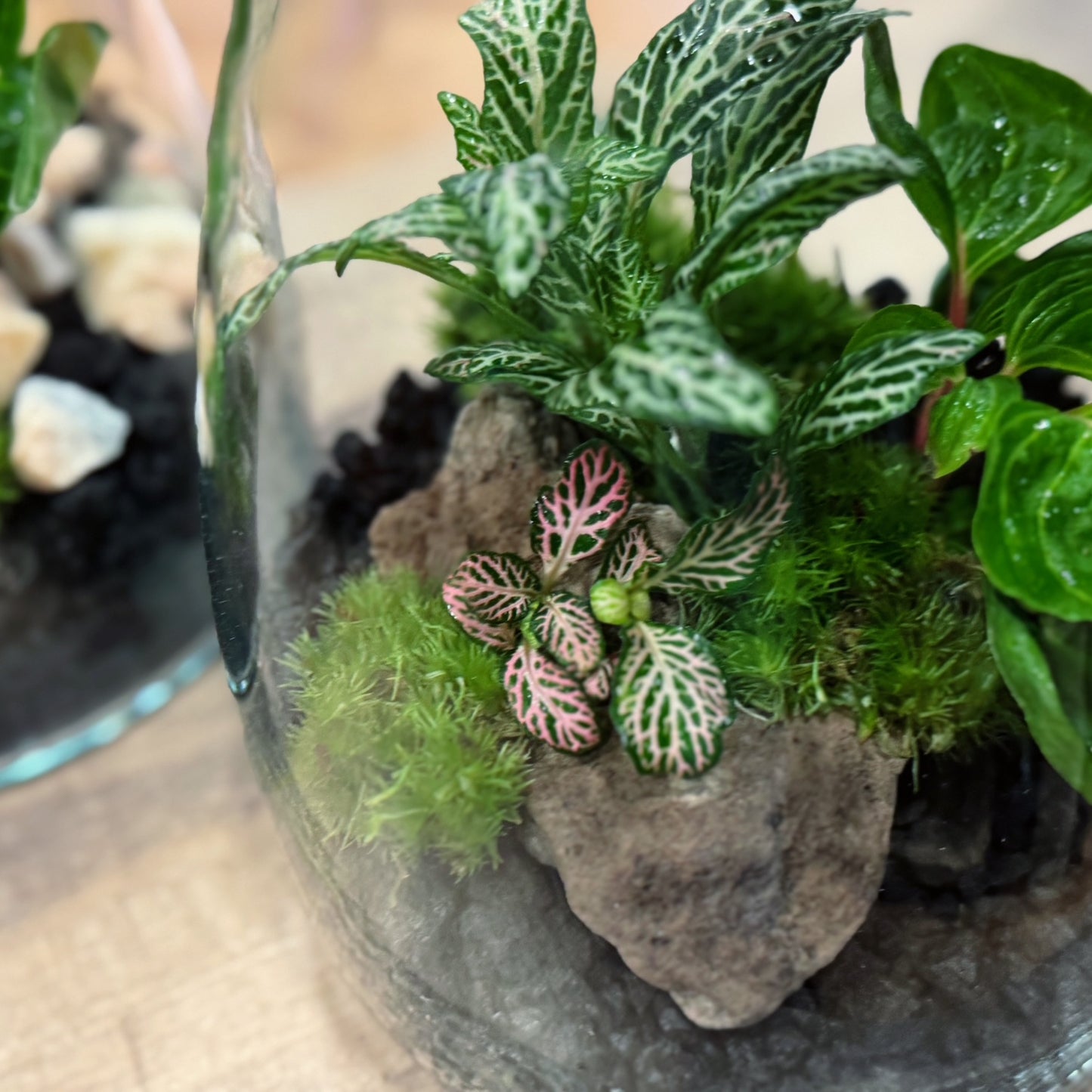Flaschengarten DIY Set No74 Duo - Iresone herbsitt  X Fittonia