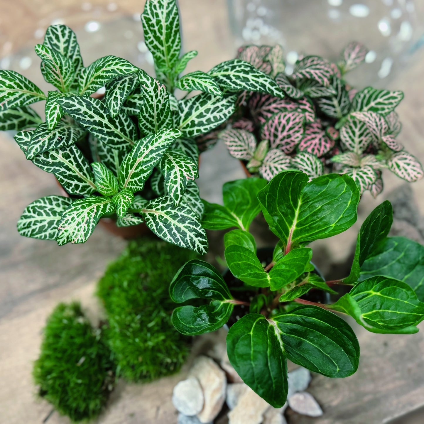 Flaschengarten DIY Set No74 Duo - Iresone herbsitt  X Fittonia