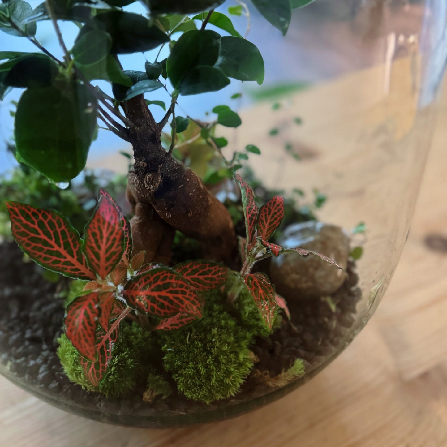 Flaschengarten DIY Set No75 Ficus microcarpa 'Ginseng' x muehlenbeckia complexa x Fittonia