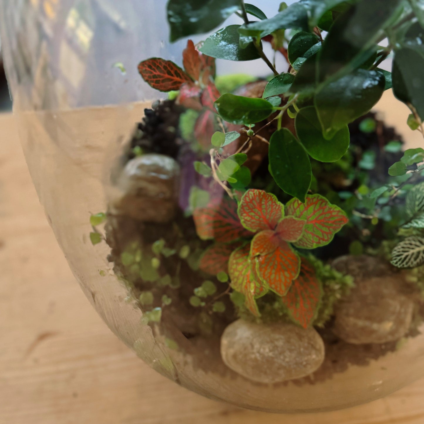 Flaschengarten DIY Set No75 Ficus microcarpa 'Ginseng' x muehlenbeckia complexa x Fittonia