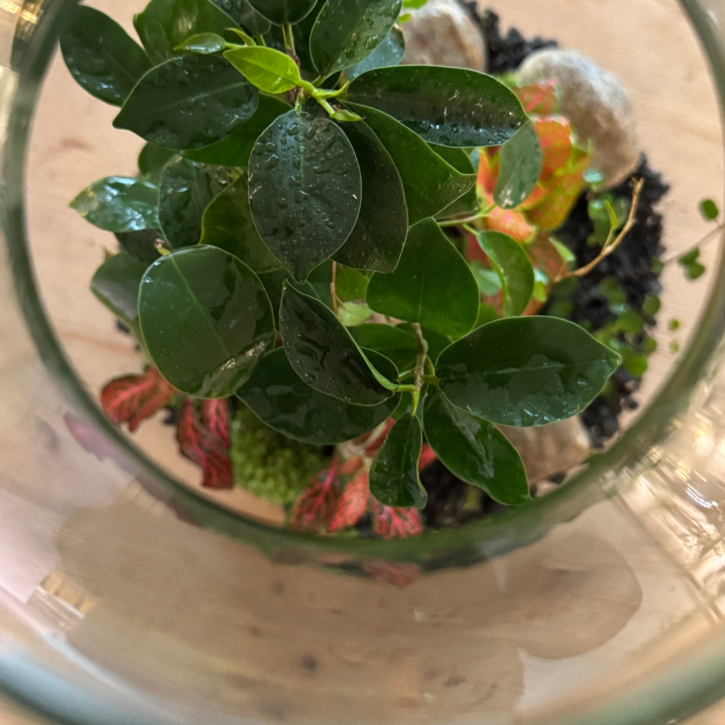 Flaschengarten DIY Set No75 Ficus microcarpa 'Ginseng' x muehlenbeckia complexa x Fittonia