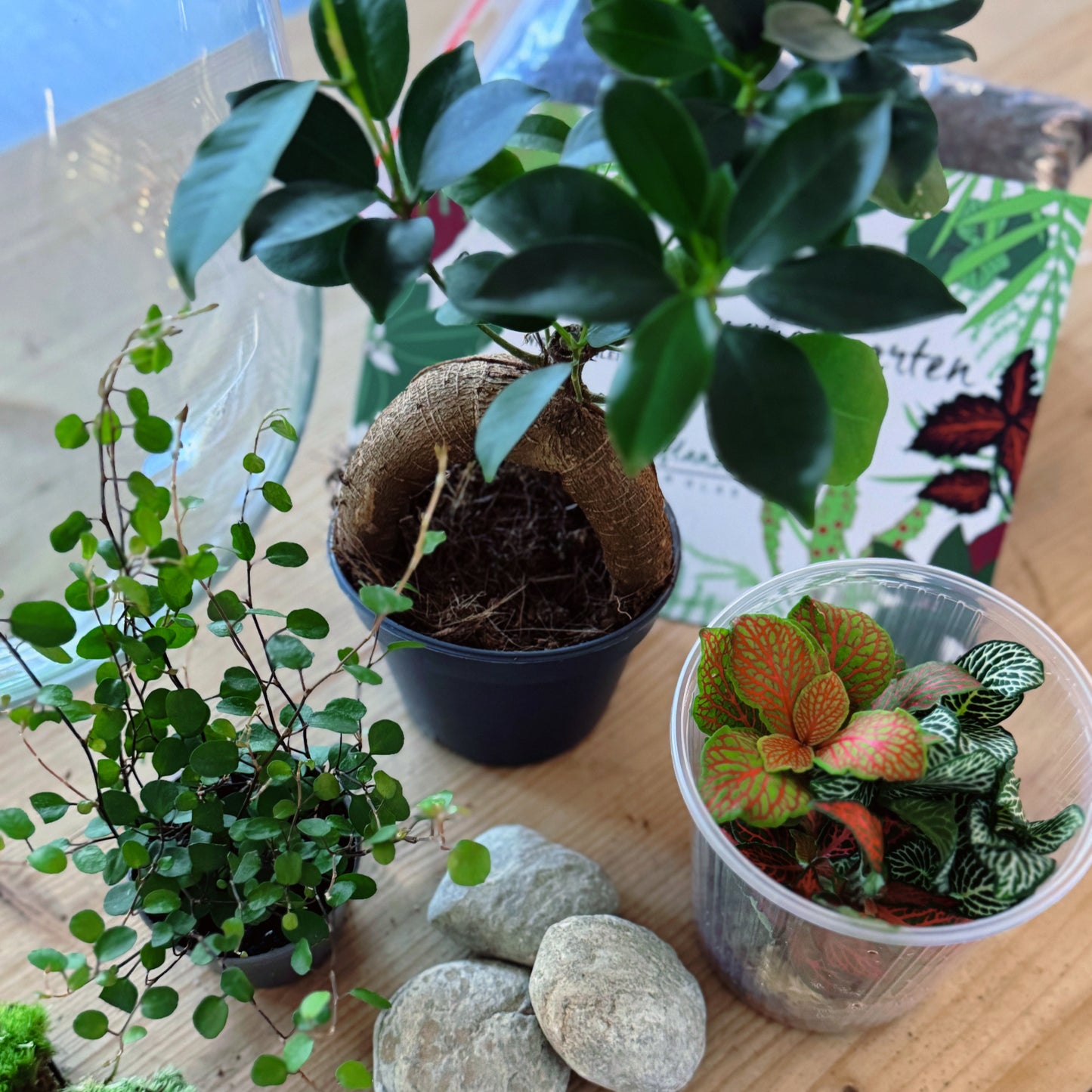 Flaschengarten DIY Set No75 Ficus microcarpa 'Ginseng' x muehlenbeckia complexa x Fittonia