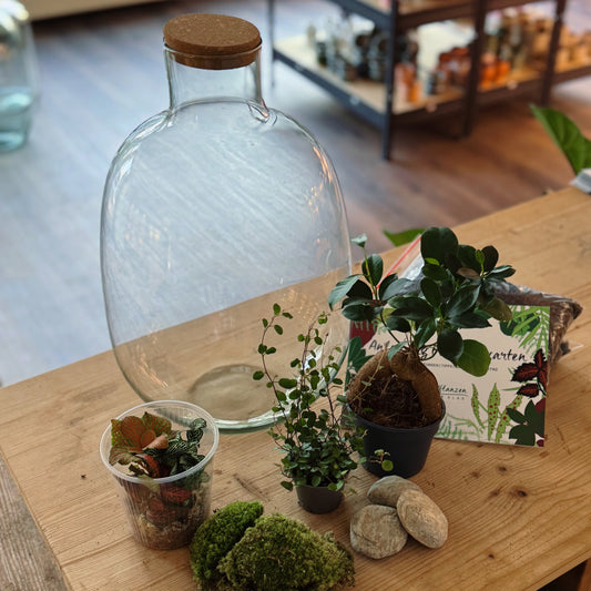 Flaschengarten DIY Set No75 Ficus microcarpa 'Ginseng' x muehlenbeckia complexa x Fittonia