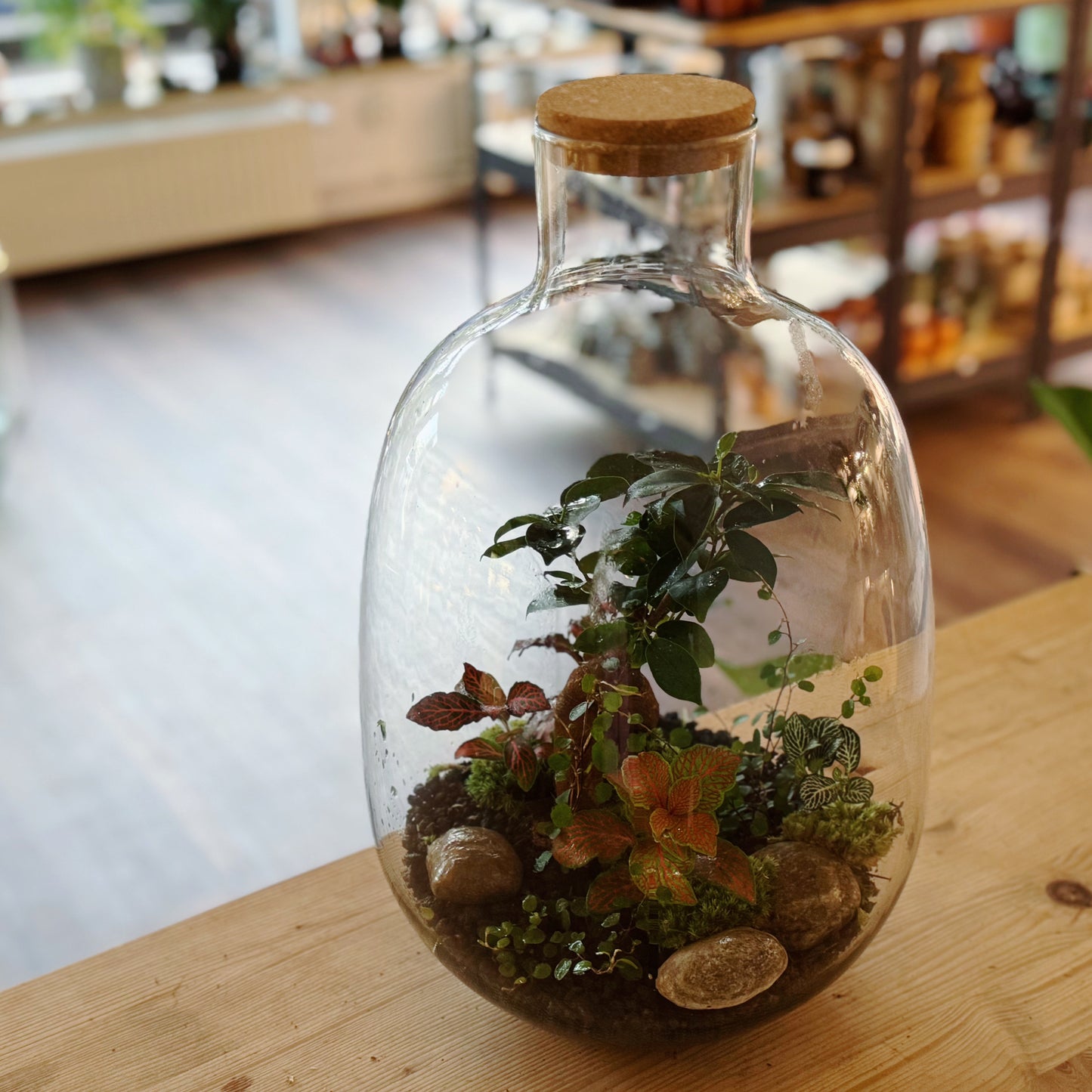 Flaschengarten DIY Set No75 Ficus microcarpa 'Ginseng' x muehlenbeckia complexa x Fittonia