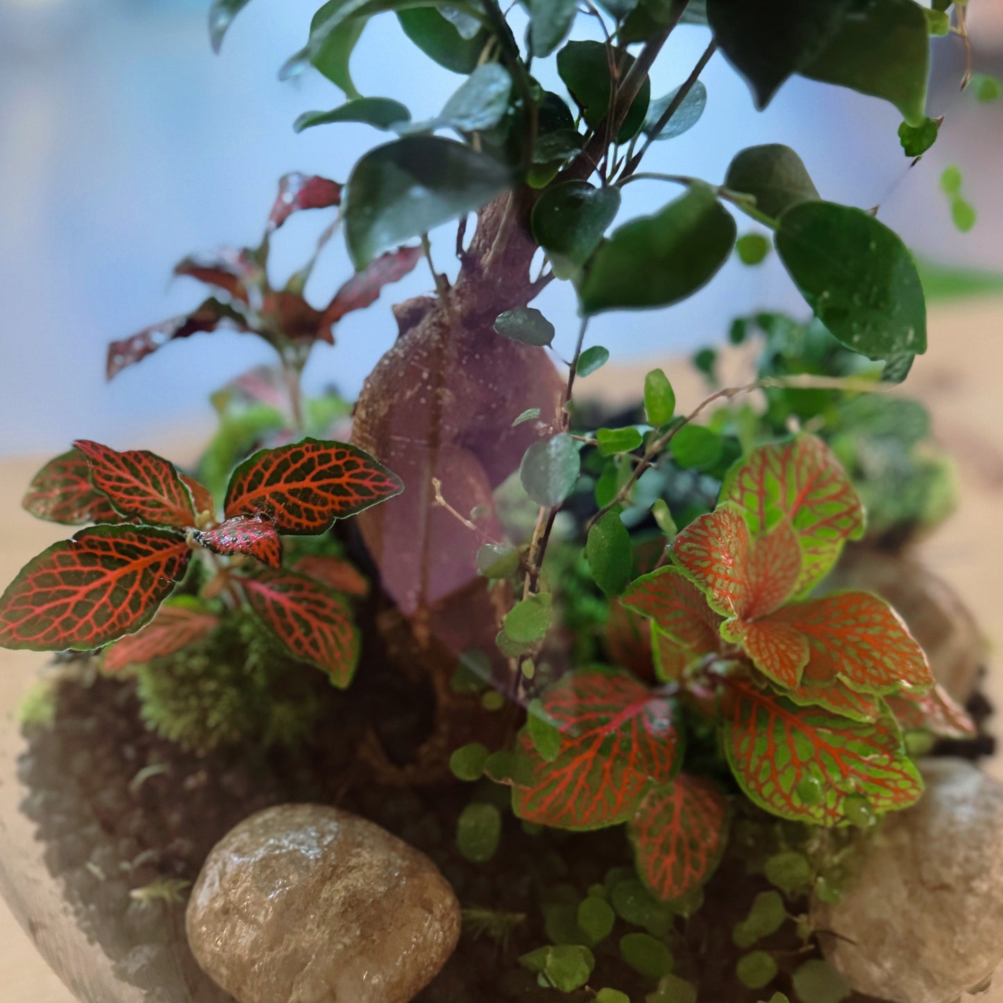 Flaschengarten DIY Set No75 Ficus microcarpa 'Ginseng' x muehlenbeckia complexa x Fittonia