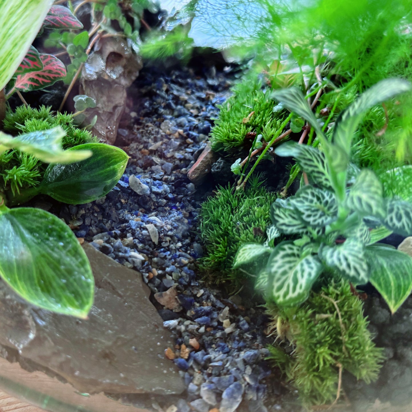 Flaschengarten DIY Set No76 - Aparagus setaceus, x Philodendron 'Birkin' x Pilia glaucophylla x Fittonia